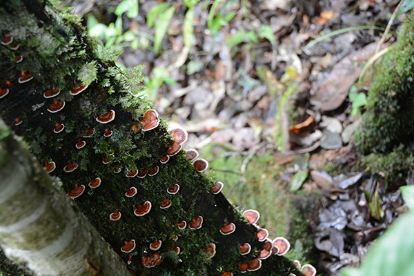 Lâm Đồng hiện có khoảng 3.490 loài thực vật rừng và 393 loài nấm. Ảnh: Văn Báu