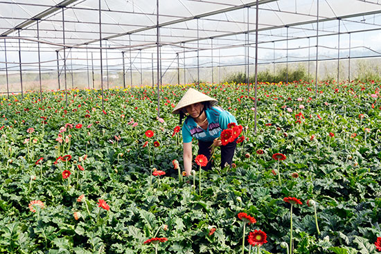 Sản xuất nông nghiệp an toàn tại xã Nam Hà, Lâm Hà