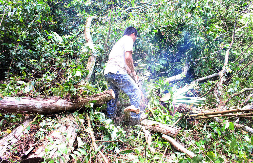 Nhóm Nguyên băm nát cây rừng để kiếm một giò râu rồng