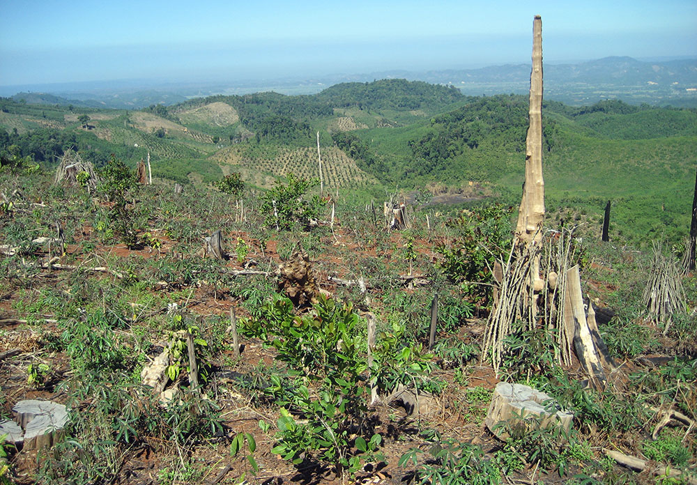 Nhiều cánh rừng bị tàn phá bởi dòng di dân tự phát 