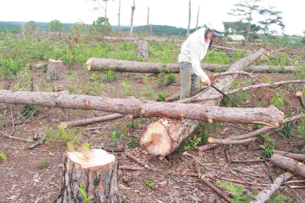 Gần 200 cây thông (hơn 30 năm tuổi) bị triệt hạ tại Tiểu khu 466 (xã Lộc Tân, huyện Bảo Lâm) vào cuối tháng 5/2015