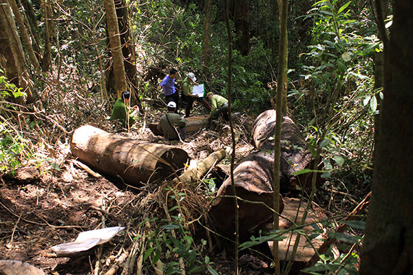 Đà Lạt: Lâm tặc chặt hạ 3 cây gỗ xoan đào hàng trăm năm tuổi