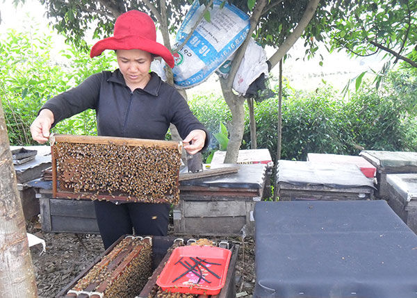 Nuôi ong sữa là một trong những mô hình đã và đang giúp người dân Đức Trọng thoát nghèo bền vững
