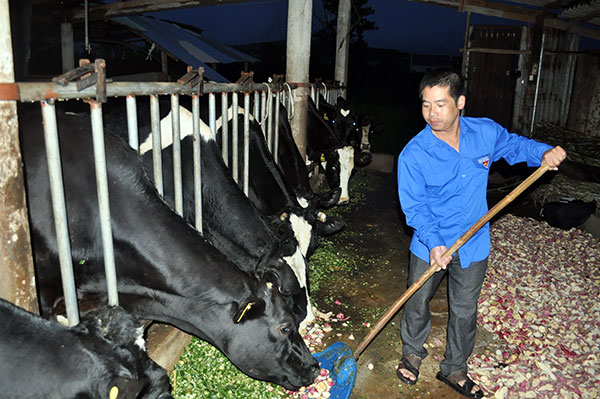 Anh Nguyễn Văn Sơn trong trang trại bò sữa tiền tỷ của mình