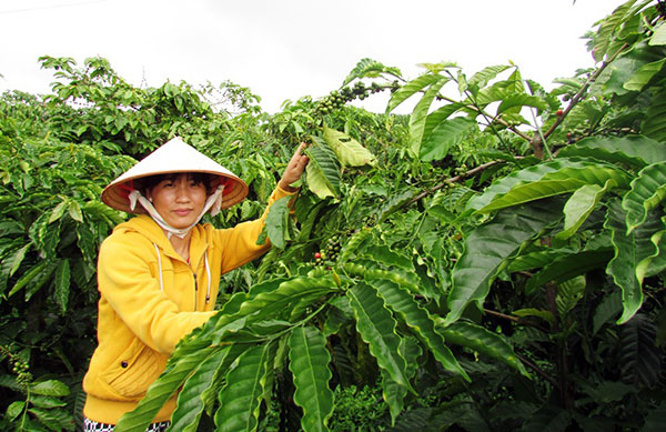 Nhiều diện tích giống cây cà phê ghép Huỳnh Điểu đạt năng suất khá cao ở xã Gung Ré, Di Linh