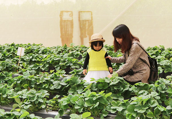 Xây dựng mô hình du lịch nông nghiệp điểm ở Lâm Đồng: Những vấn đề đặt ra