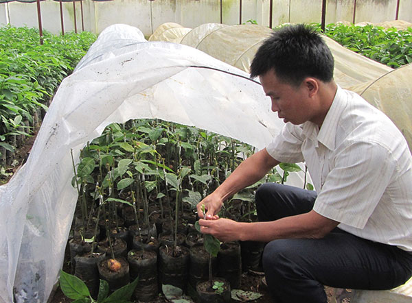 Anh Nguyễn Trung Thành ghép cây giống