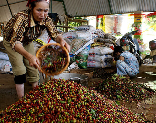 Thu hoạch cà phê tại Lâm Hà