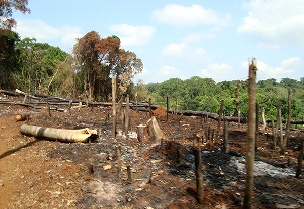 Nhiều cánh rừng ở vùng sâu bị đốn hạ nằm ngoài tầm kiểm soát của lực lượng chức năng