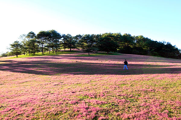 Quyến rũ cỏ hồng