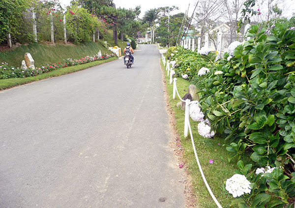 Đà Lạt: Mỗi phường, xã đều có một con đường hoa
