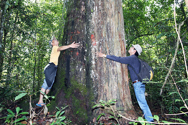 Những nghiên cứu mới nhất về cây Thông đỏ Lâm Đồng