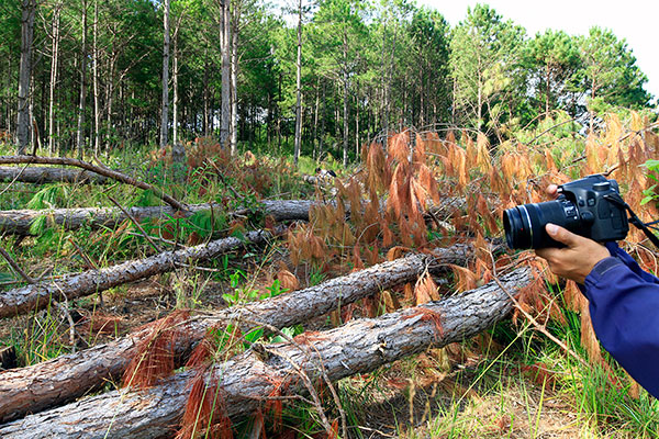 Rừng thông Lâm Hà bị triệt hạ: Nhiều cơ quan vào cuộc, rừng vẫn ngã