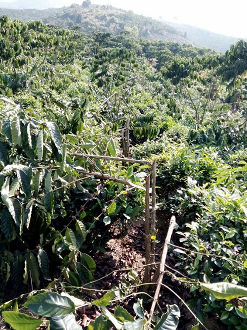 Bảo Lộc: Bị chặt phá hơn 300 cây cà phê