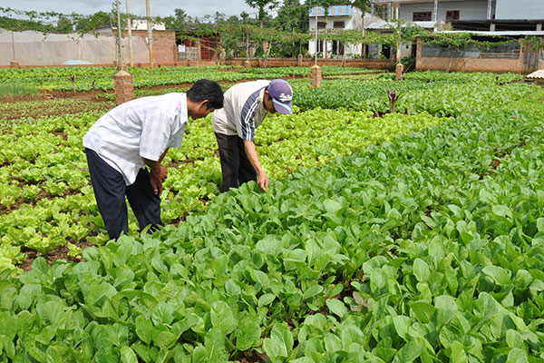 Kiểm tra khu trồng rau an toàn trong nhà lưới ở phường Lộc Sơn - Ảnh: BÙI TRƯỞNG