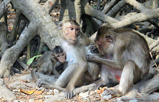 Sinh động đời sống loài khỉ