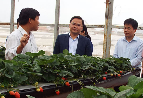 Bí thư TW Đoàn Nguyễn Anh Tuấn (giữa) thăm vườn dâu thực nghiệm của Chi đoàn Trung tâm rau, hoa, khoai tây Đà Lạt