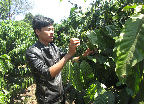 Triệu Văn Hồng chăm chút vườn cà phê được ghép giống mới