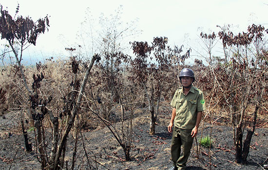 Vườn cà phê của ông Võ Quang Thành bị cháy rụi hơn 1ha