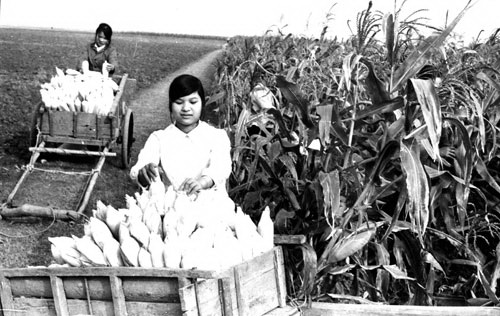 Thanh niên Hà Nội thu hoạch vụ ngô năm 1977 tại vùng Kinh tế mới Nam Ban, huyện Lâm Hà (Lâm Đồng). Ảnh tư liệu