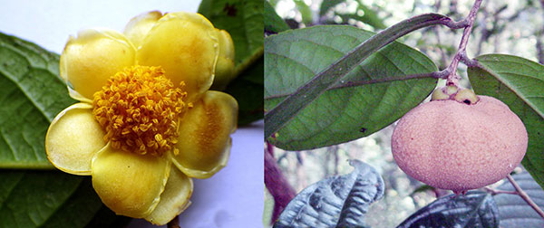 Hoa và quả trà mi hoa vàng ở Cát Tiên là một phát hiện mới nhất