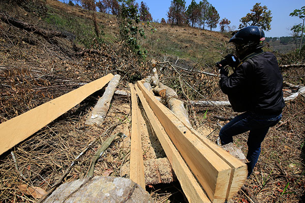 Triệt hạ rừng ở Phú Sơn: UBND huyện Lâm Hà chỉ đạo điều tra, xử lý nghiêm
