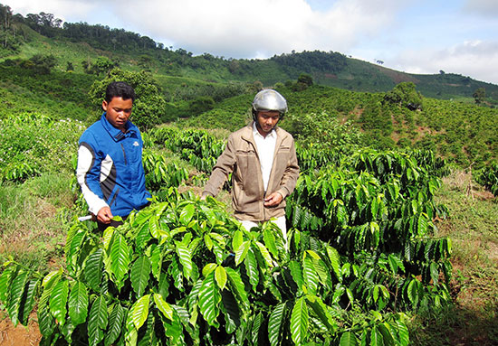 Người dân Đinh Trang Thượng chú trọng ghép, cải tạo và  tái canh cà phê