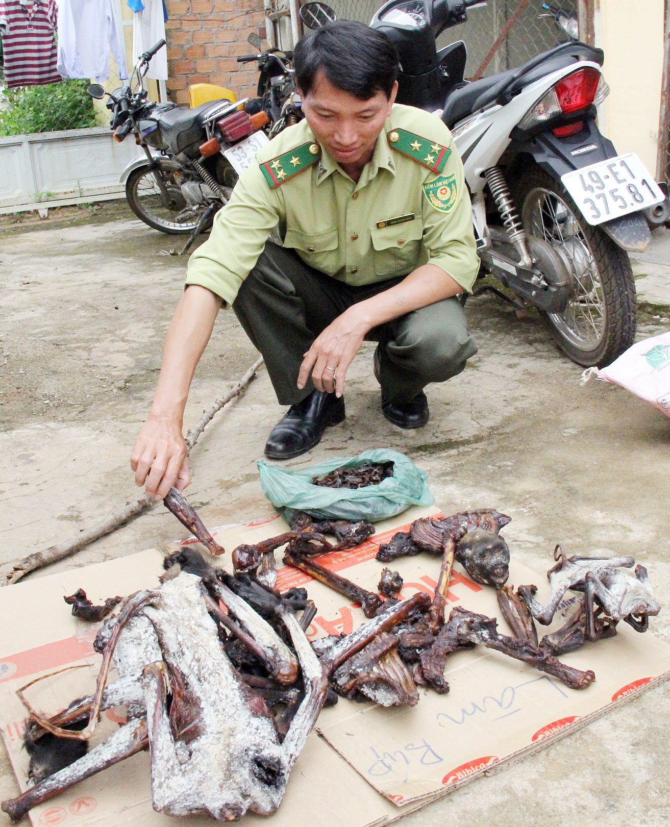 Ít nhất có 5 cá thể Voọc chà vá chân đen bị giết hại phát hiện tại Đức Trọng vào tháng 8/2015