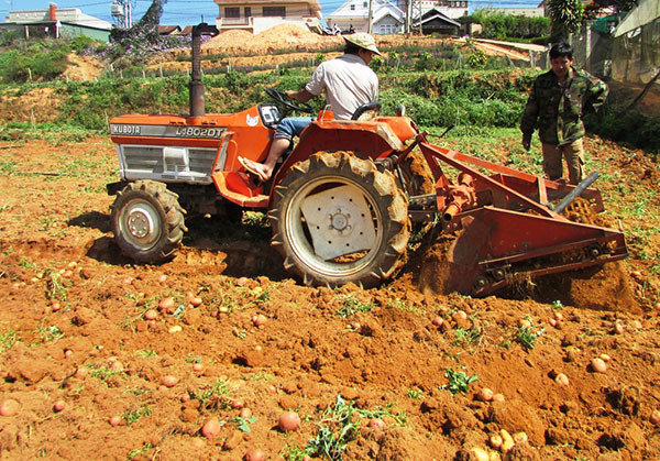 Công suất của giàn máy đào khoai tây bản quyền ở Đà Lạt đang thay thế từ 60- 70 công lao động chân tay 