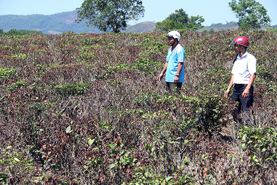 Một vườn chè của người dân xã Đại Lào khô cháy vì hạn hán - Ảnh: KHÁNH PHÚC