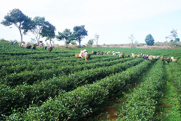 Người lao động đang thu hái trà nguyên liệu