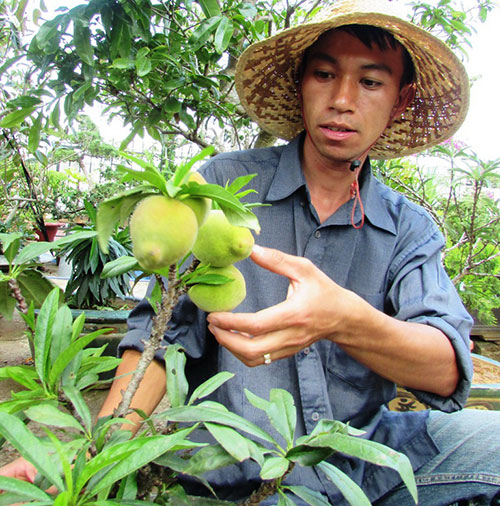 Một trong những cây đào thất thốn Đà Lạt được chủ vườn Nguyễn Văn Thanh Bình nhân giống bằng ươm hạt, sau 5 năm chăm sóc đã nở hoa, đậu trái