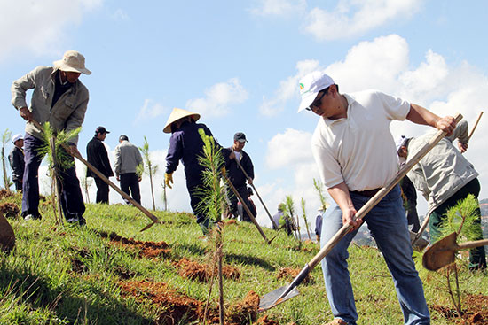 Trong 5 năm (2011-2015) với 536,5ha - địa bàn Đà Lạt luôn đạt và vượt chỉ tiêu trồng rừng