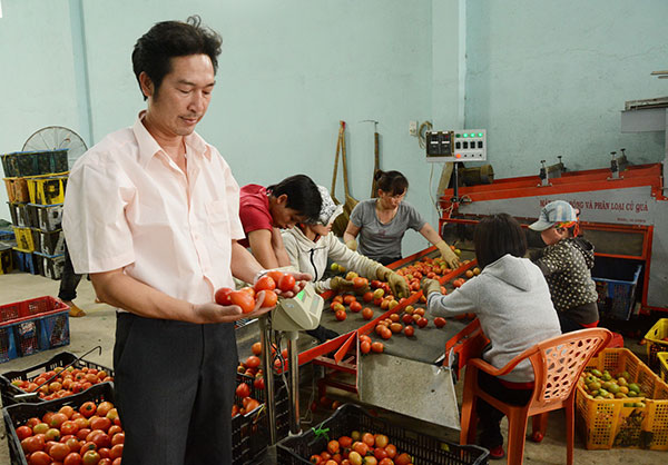 Anh Nguyễn Hồng Chương bên chiếc máy rửa, phân loại, hong sấy khô và đánh bóng trái cà chua