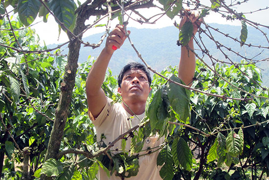 Anh Cil Ha Huấn thường đi đầu áp dụng khoa học kĩ thuật trong chăm sóc cây cà phê