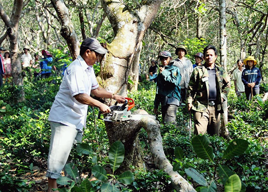 Đông đảo người dân xã Đạ P’Loa tham gia tỉa cành, tạo tán cây điều sau lễ phát động
