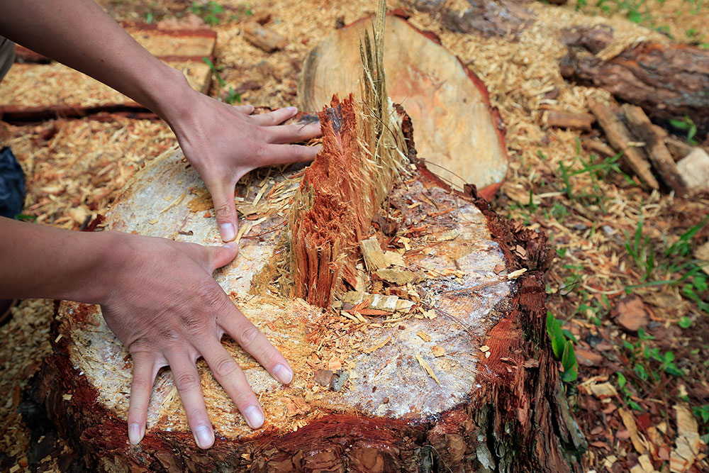 Phát hiện vụ cưa xẻ gỗ thông ở rừng đầu nguồn hồ Suối Vàng