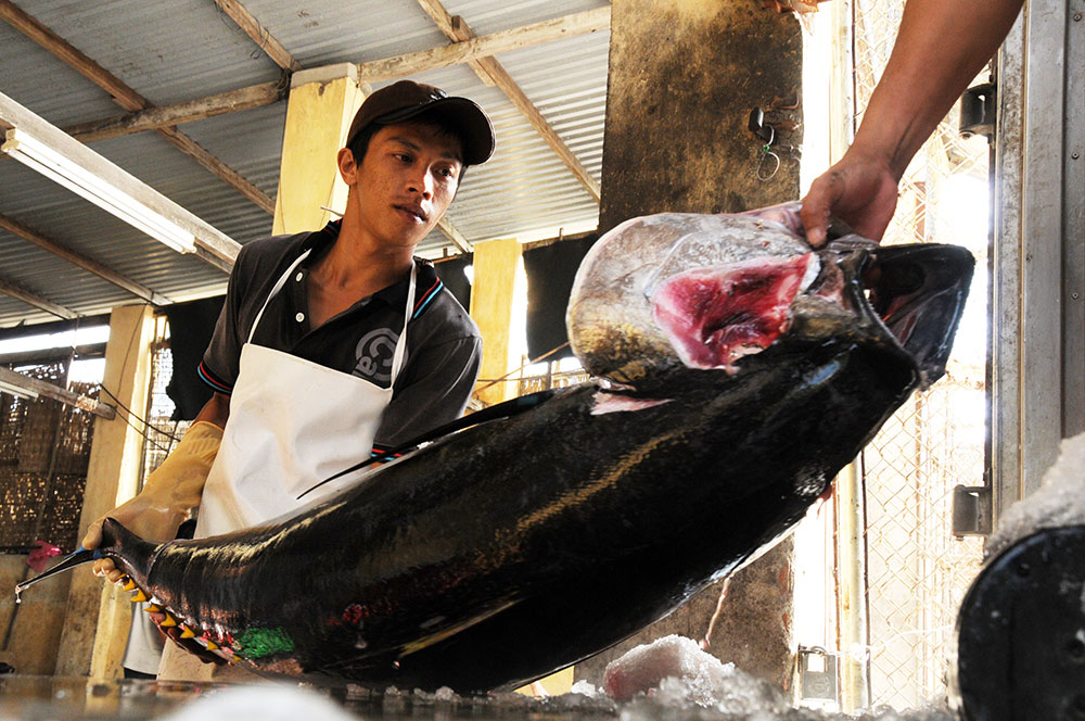 Cá Bò gù là giống cá ngừ khổng lồ