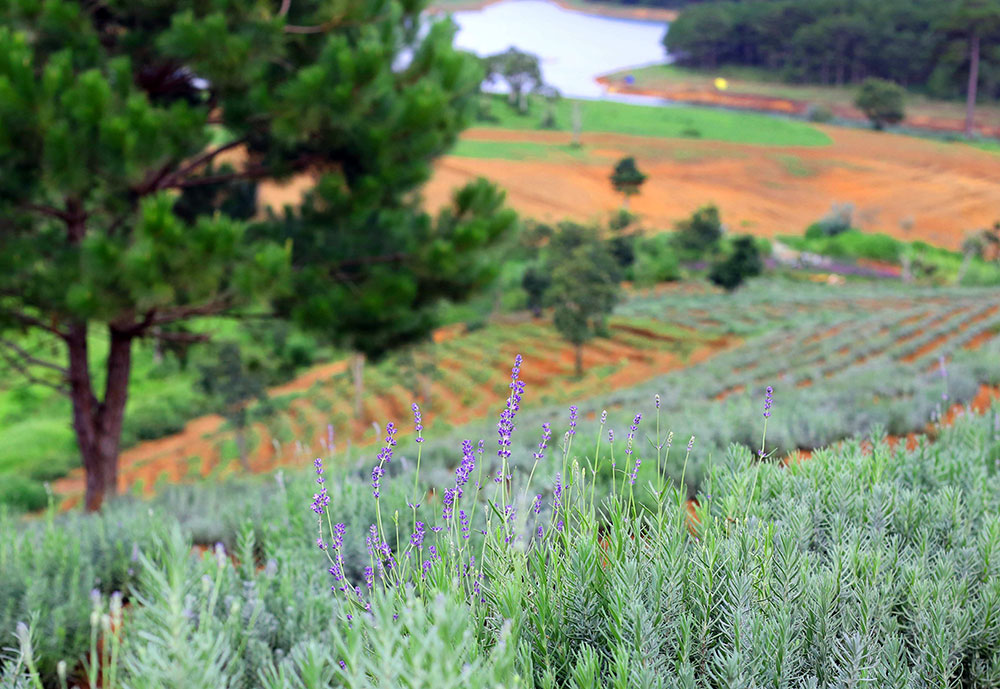 Hoa lavender dưới tán thông Đà Lạt