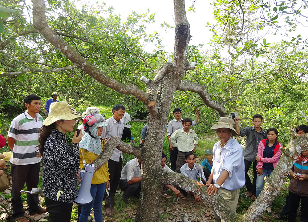  Tập huấn người dân theo mô hình “Tỉa cành tạo tán nâng cao năng suất cây điều” của Hội Nông dân huyện