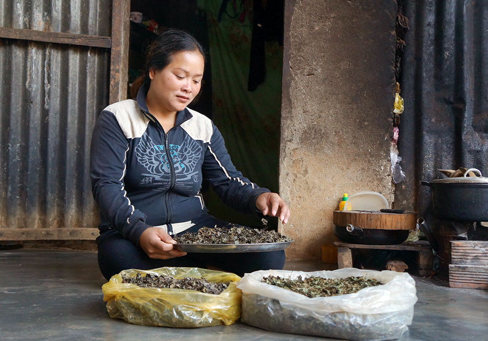 Phụ nữ K’Ho đang gom trà rừng cho vào túi nilon để cất giữ