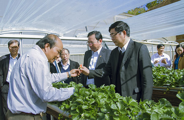 Bộ trưởng Bộ Nông nghiệp và Phát triển nông thôn Cao Đức Phát thăm Công ty TNHH Đà Lạt GAP. Ảnh: PHAN NHÂN