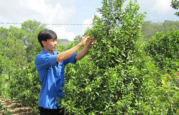 Anh Phan Văn Mạnh đang chăm sóc cây quất cảnh trong mô hình của mình
