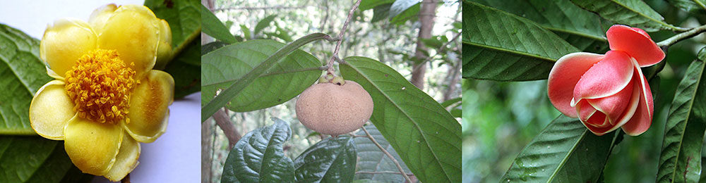 Các loài trà mi (Camellia) mới đã được phát hiện tại VQG Cát Tiên rất cần được bảo tồn