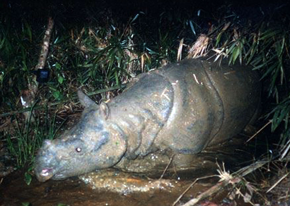 Loài tê giác Java ở Vườn được phát hiện tháng 5/1999, đến tháng 10/2010 chính thức bị tuyệt chủng là lời cảnh báo sâu sắc về bảo tồn ĐDSH
