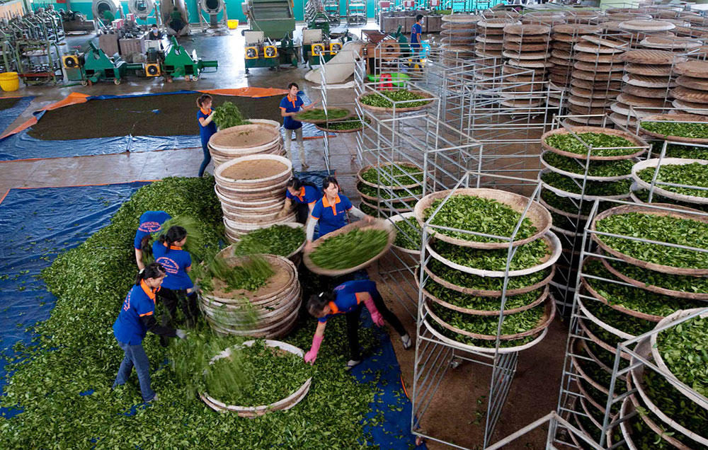 Công nhân sản xuất tại Công ty TNHH trà Ôlong Tam Dương