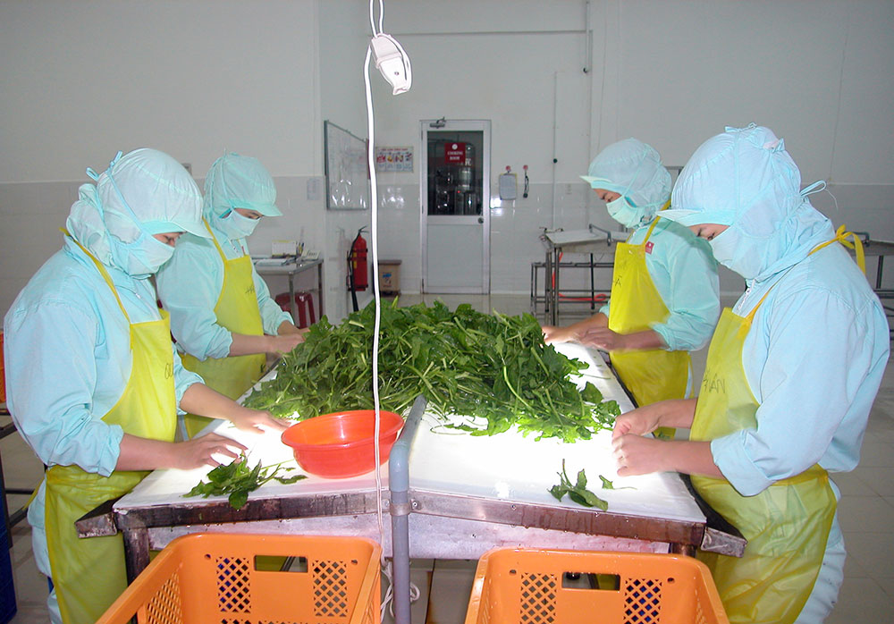 Chế biến rau sấy khô tại Công ty Thực phẩm Asuzac Đà Lạt - Cụm công nghiệp Ka Đô (Đơn Dương). Ảnh:  HẢI PHONG