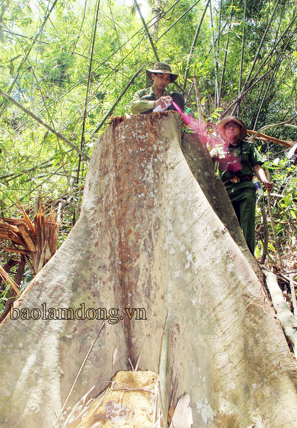 Khắp nơi trong rừng, la liệt gỗ bìa để lại hoặc những gốc cây có đường kính hai sải tay người lớn trơ trọi