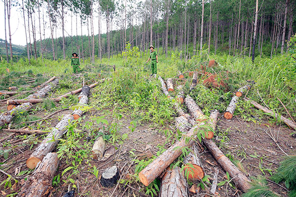 Lực lượng chức năng kiểm tra hiện trường vụ phá rừng