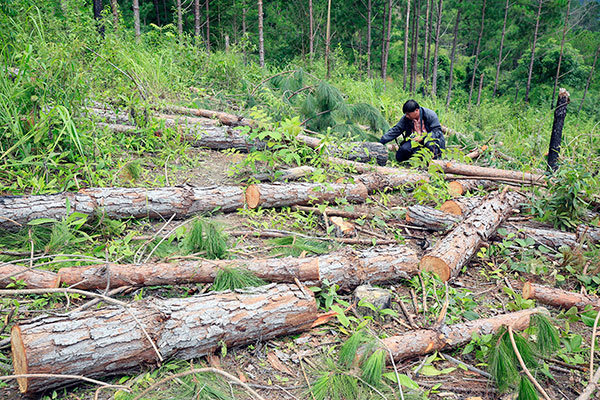 Rừng thông ba lá thuộc rừng phòng hộ thôn Gần Reo bị triệt hạ trắng